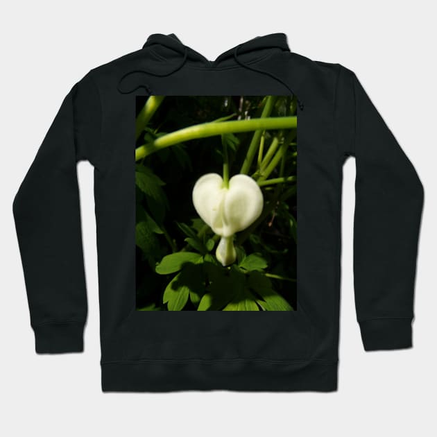 solitary white bleeding heart macro Hoodie by DlmtleArt